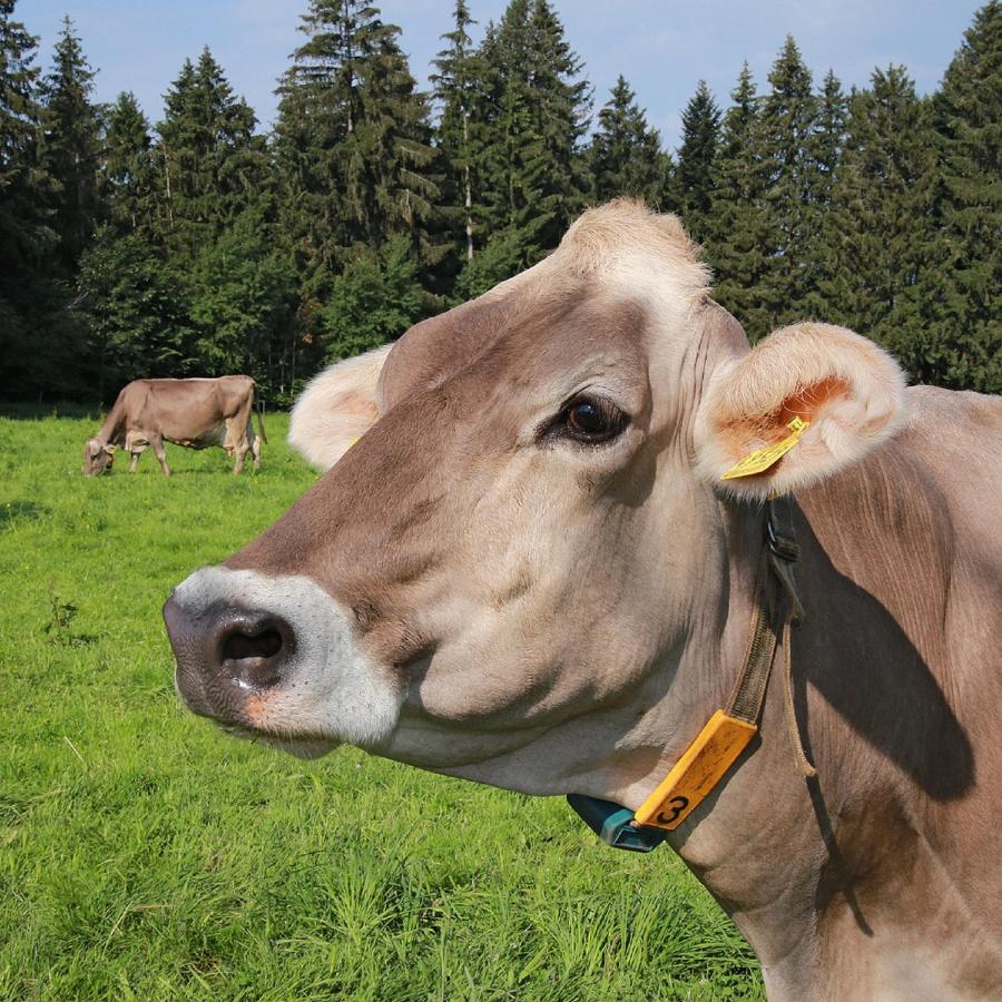 Ferienhof Bitschnau 林登贝格 外观 照片